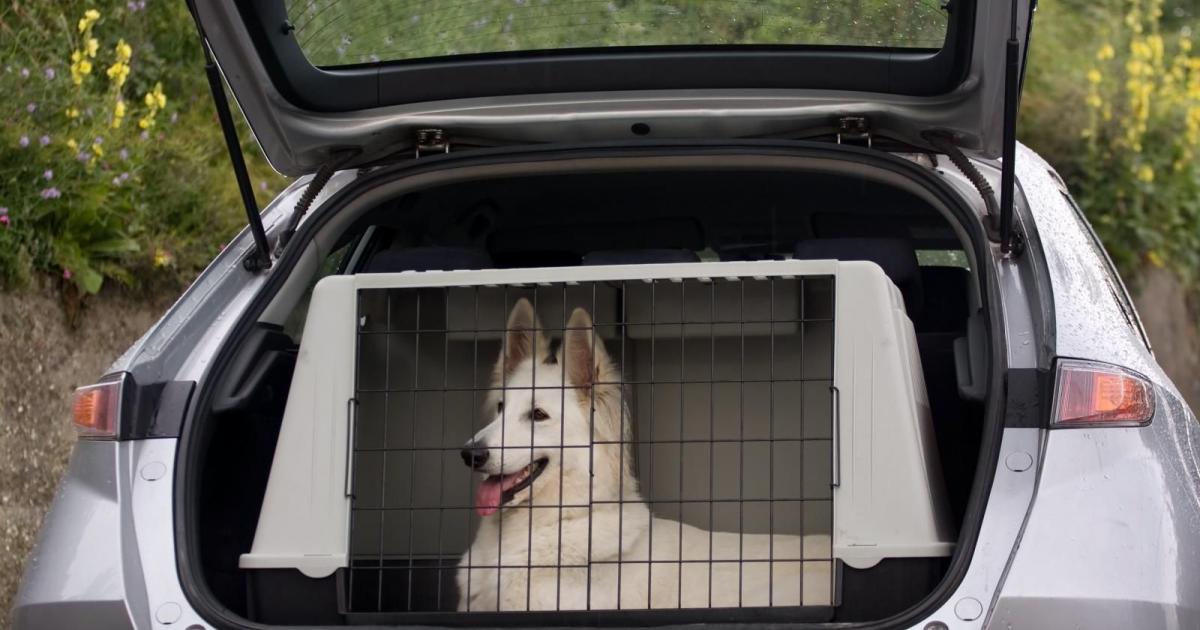 TowBox Dog - cage de transport sur attelage. Caisses de transport. Morin : Accessoires  pour le transport et le voyage en voiture, train ou en avion pour chien et  chat