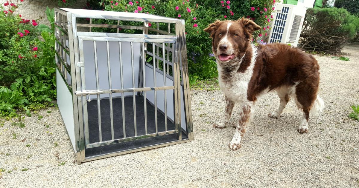Comment choisir la bonne cage pour votre chien