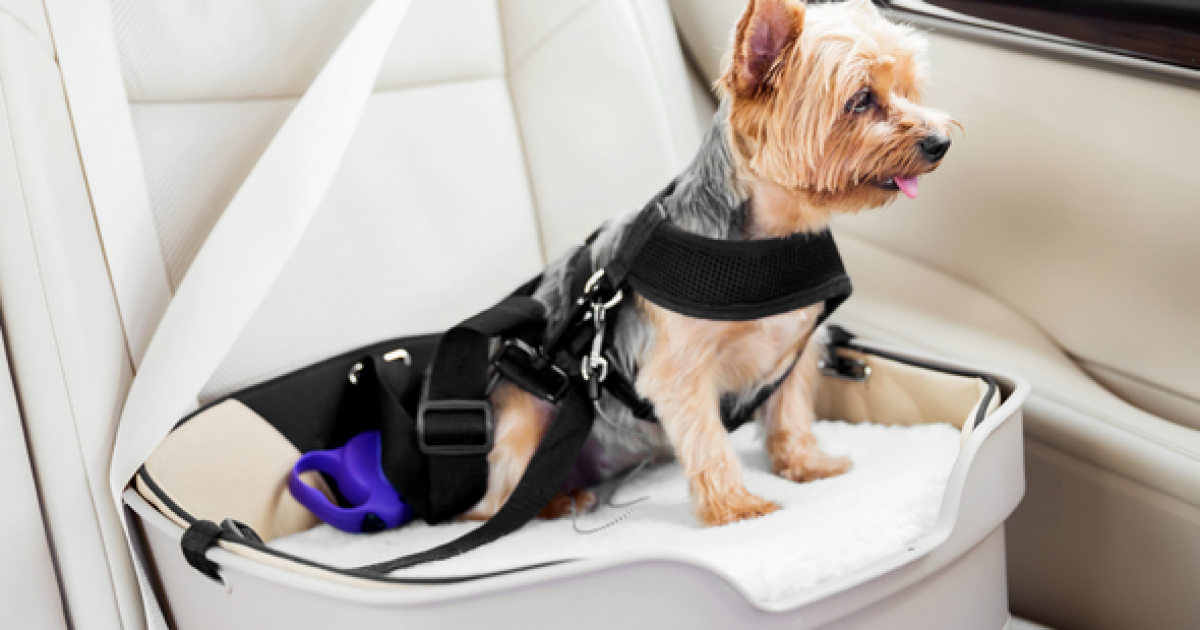 Ceinture de sécurité pour chien en voiture EzyDog