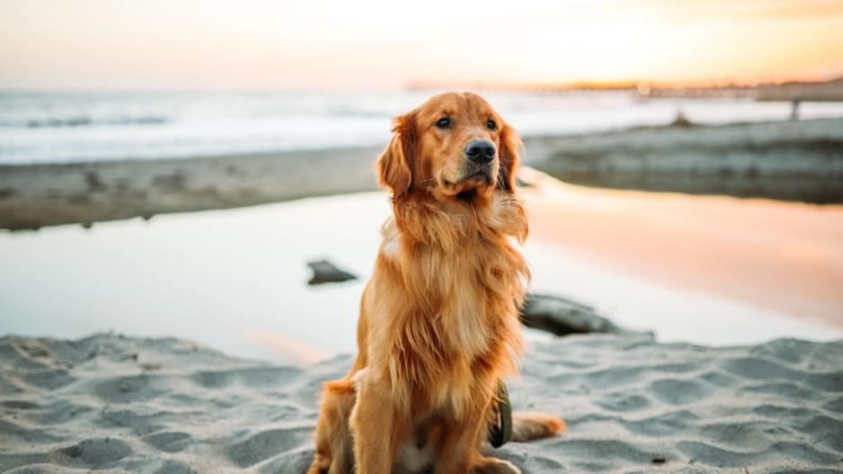 Le Chien S'est Lâché Dans Un Hamac De Voiture Pour Transporter Des Golden  Retrievers