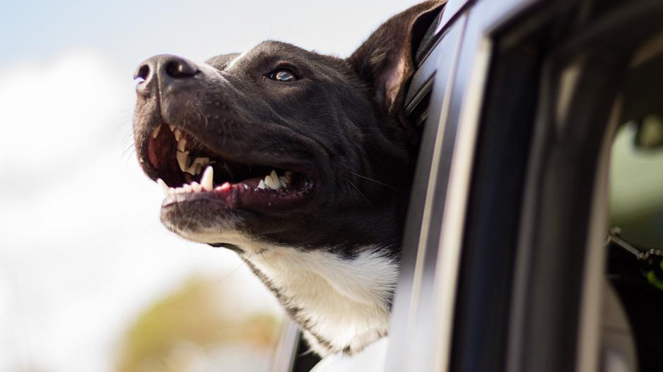 Mon chien n'aime pas voyager en voiture! Que faire?