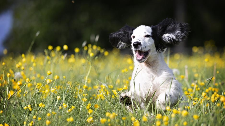 Pourquoi les chiens détestent-ils certaines personnes?