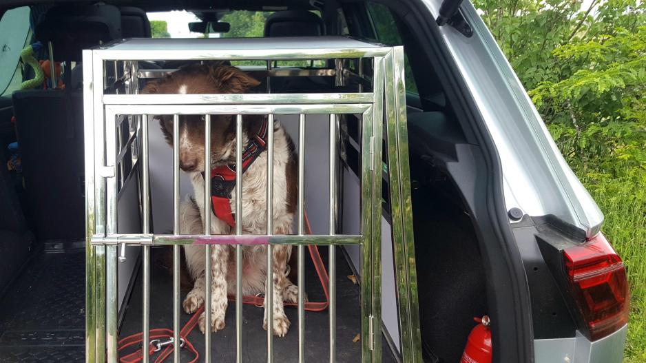 Les cages de transport ESRAA pour chiens