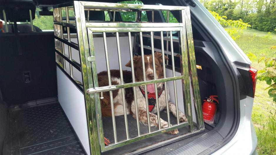 Le transport du chien en voiture 