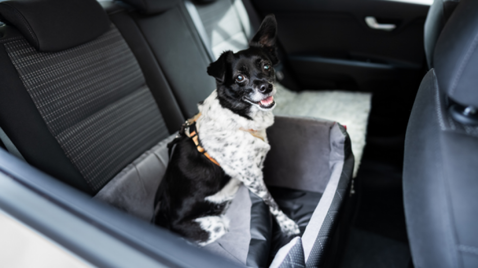 Une sangle pour protéger votre chien en voiture