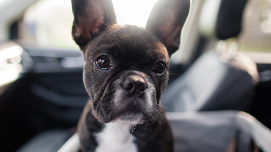 Le siège auto : parfait pour les petits chiens