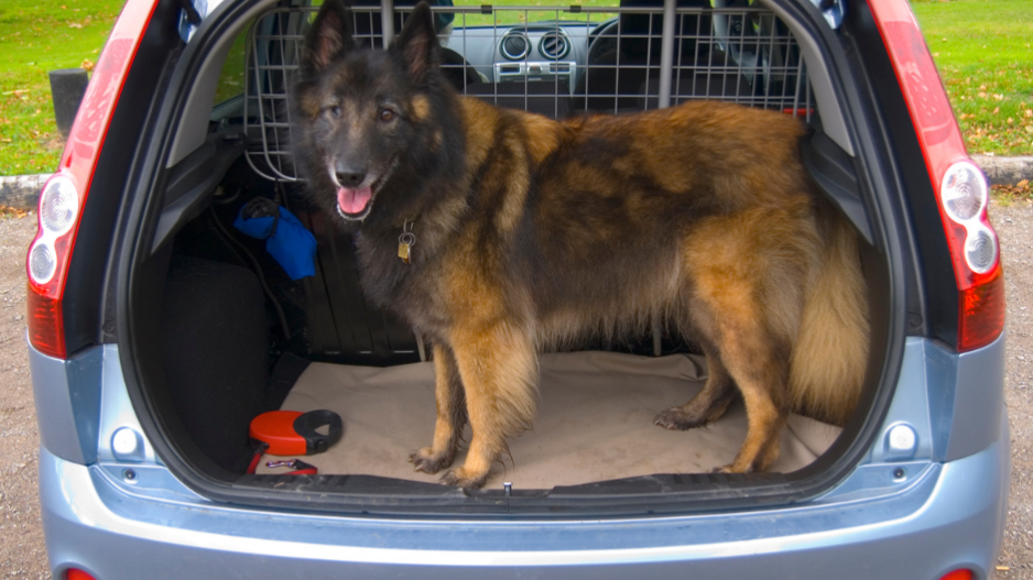 Grille Pare-Chiens sur Appuies-tête pour Chien - Trixie