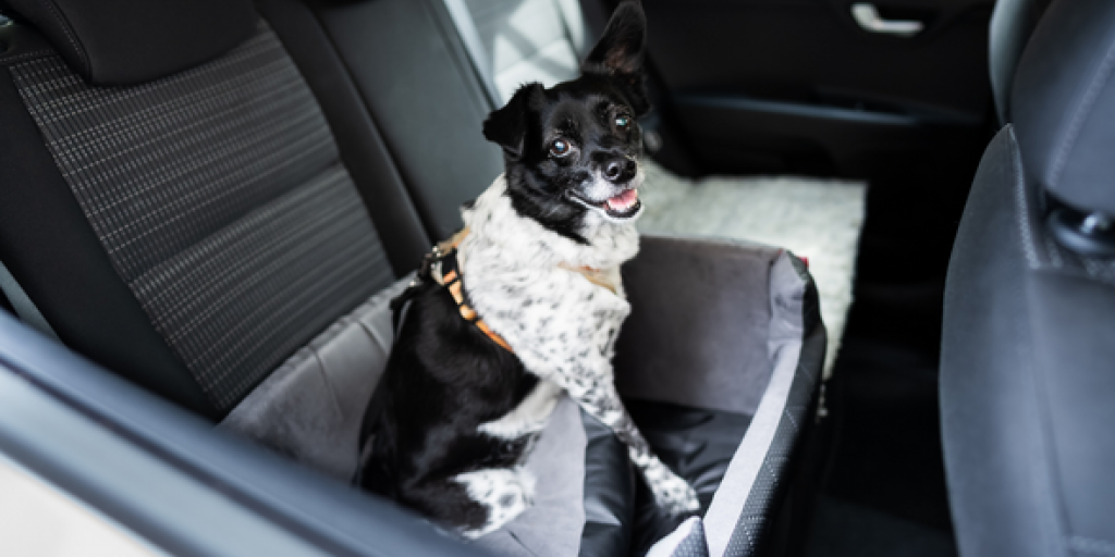 La laisse de sécurité voiture pour chiens
